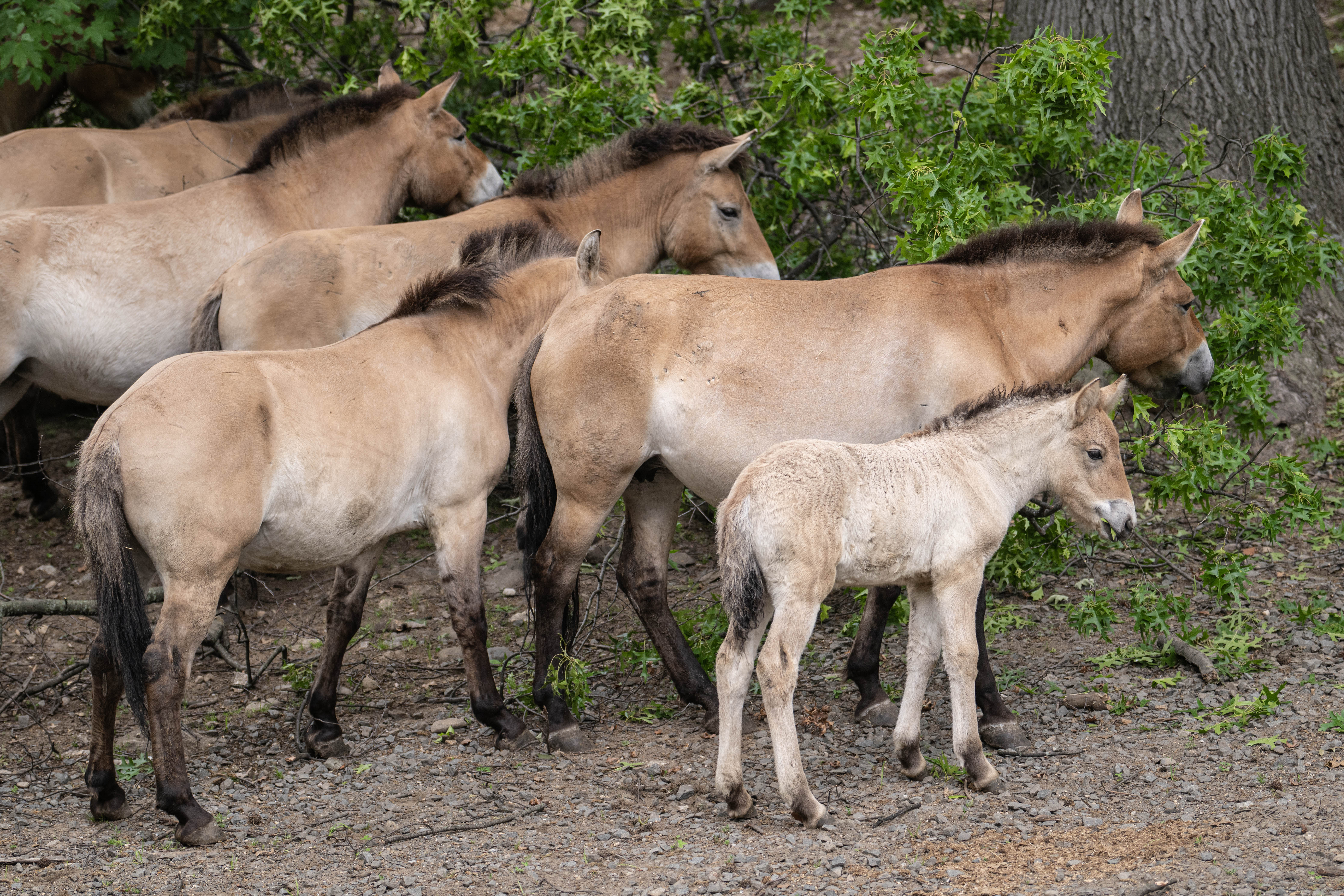 a herd of Przewalski's horses at the Bronx Zoo, including five adults and one foal a herd of Przewalski's horses at the Bronx Zoo, including five adults and one foal